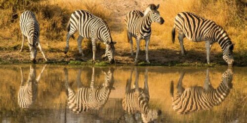 zebras drinking water